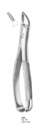  Fig. 100 upper roots 